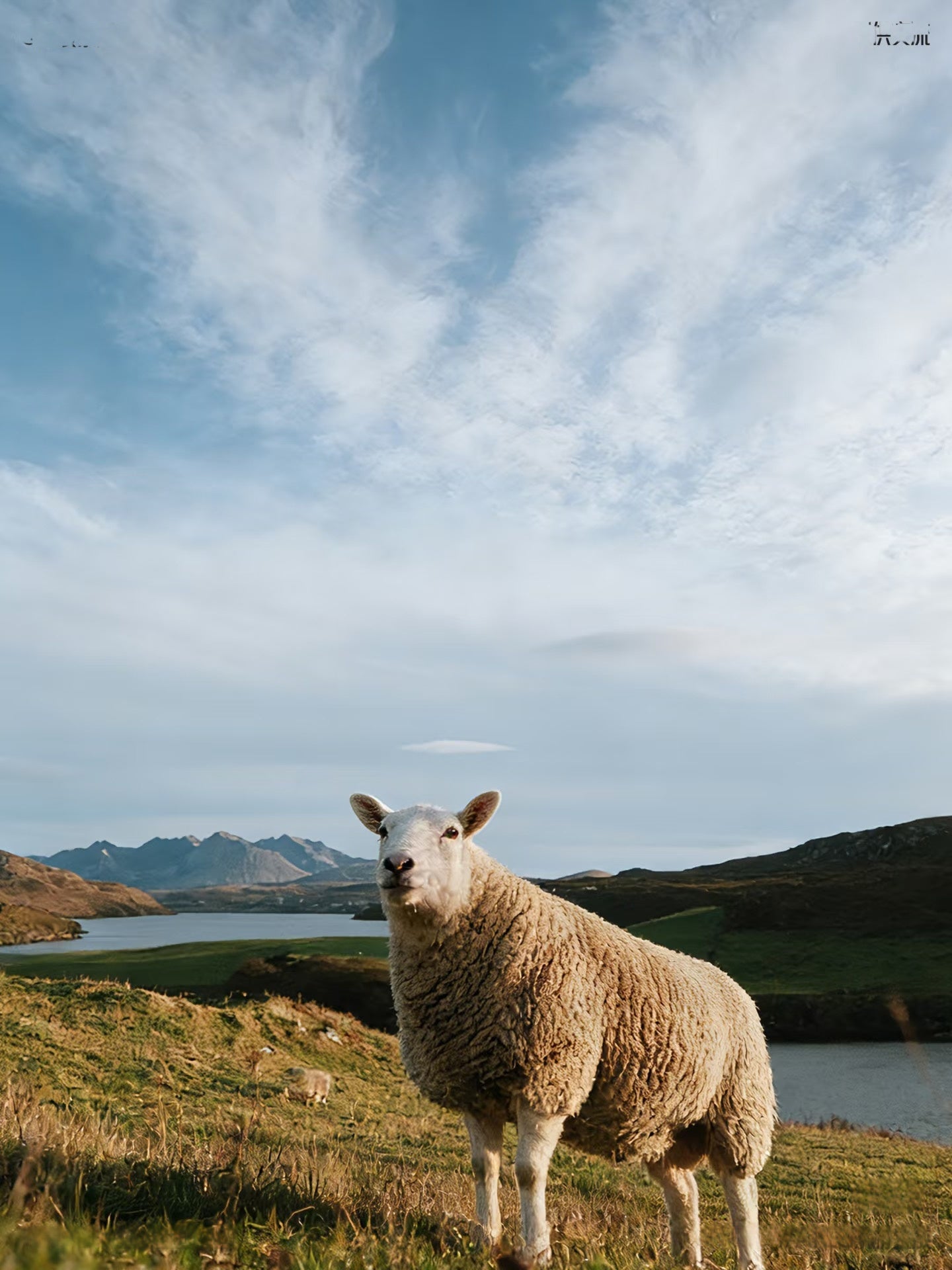 Why Wool Still Matters